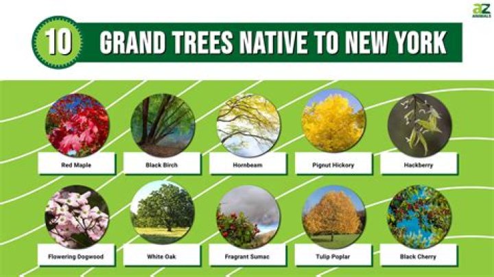 What trees are common in upstate New York?