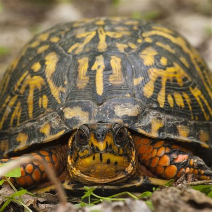 What turtles Can I own in Florida?
