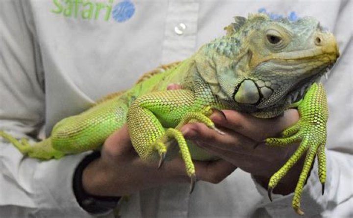 What type of enclosure is best for an iguana?