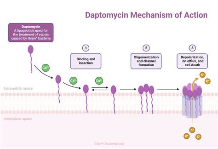 What weight do you use for daptomycin dosing?