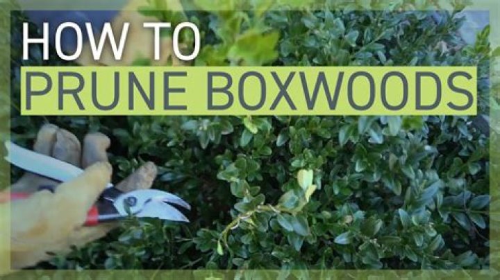 When should boxwoods be pruned?