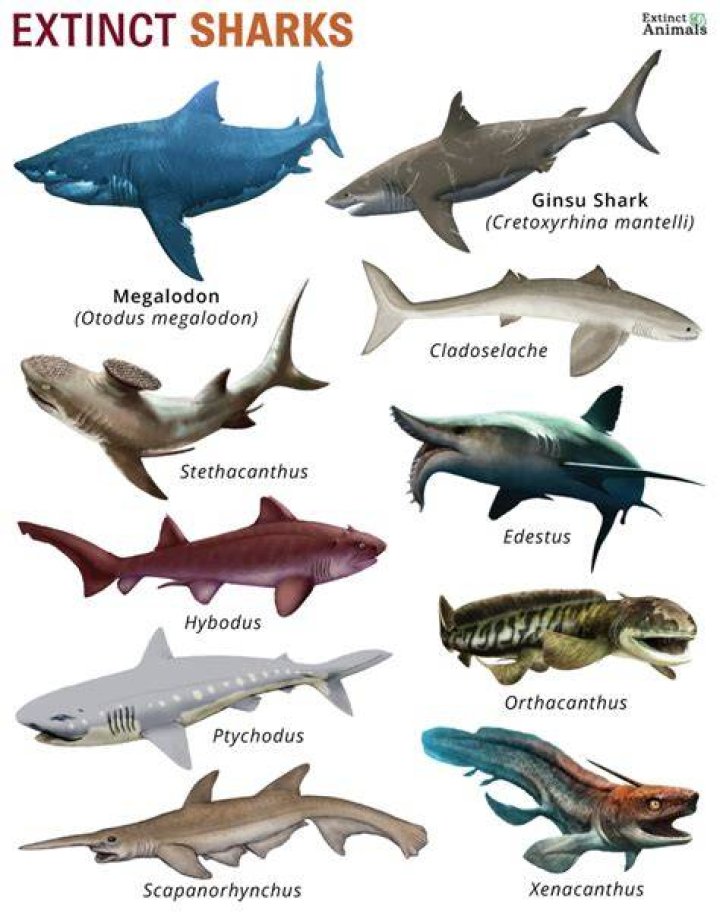 When was the lost shark last seen?