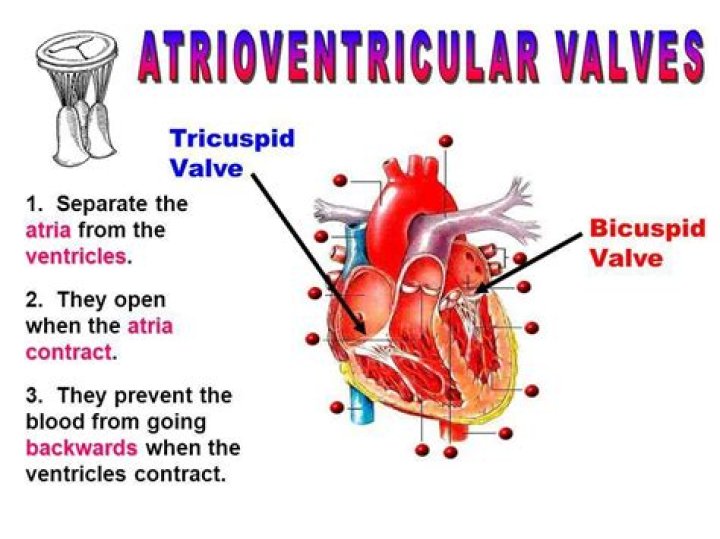 Where are MAC Valves made?