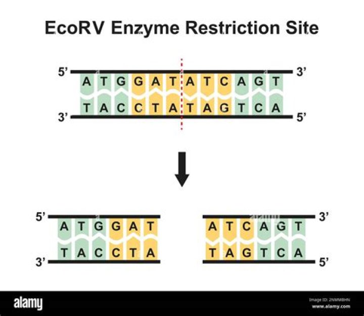 Where are most restriction enzymes obtained?
