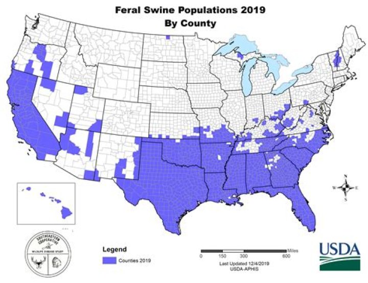 Where are wild boars found in the US?