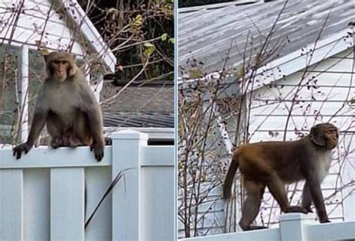 Where can I hold monkeys in Miami?