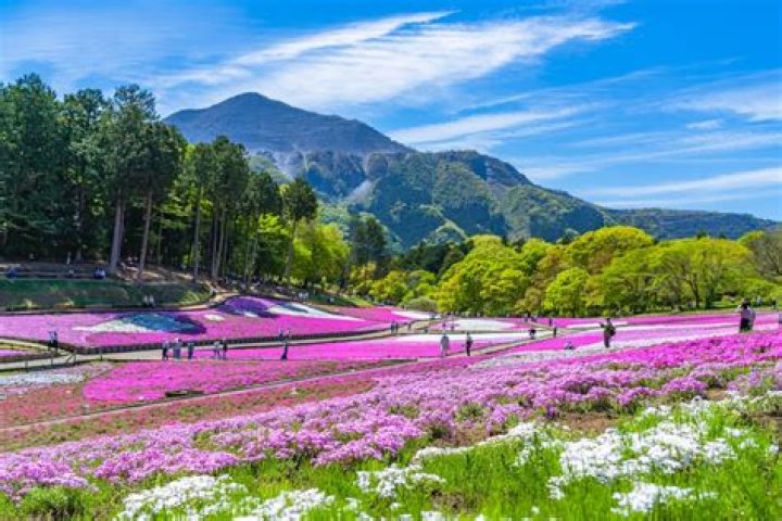 Where can I see Shibazakura in Japan?