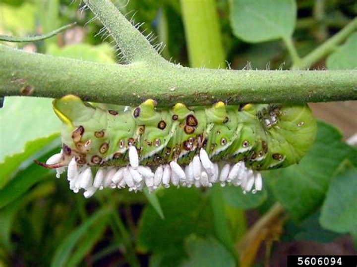 Where do you find hornworms?