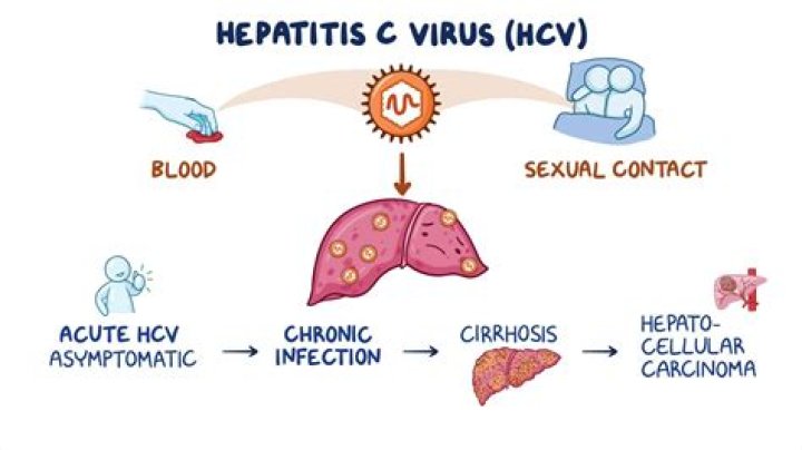 Where does HCV replicate?