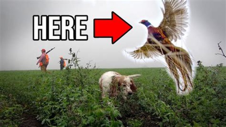 Where is the best place to hunt pheasants?