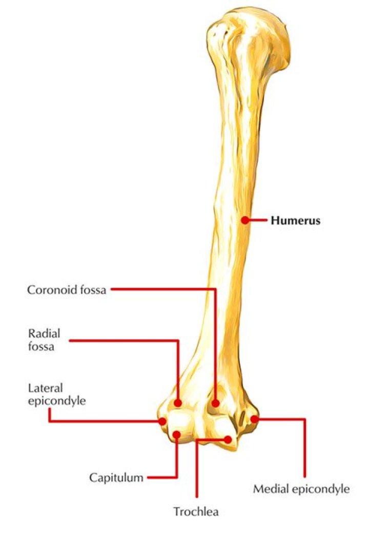 Where is the lateral epicondyle of the humerus?