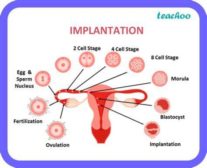 Which occurs about 10 days after conception?