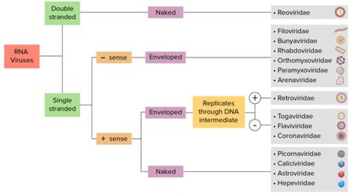 Which of the following RNA virus belong to Togaviridae family?