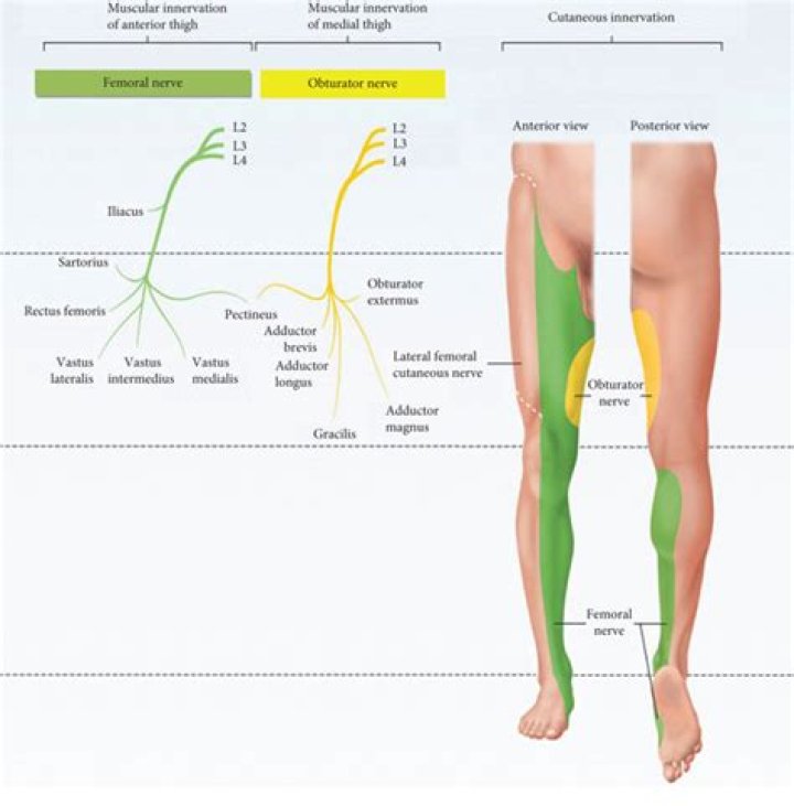 Which of the four spinal nerve plexuses does the obturator nerve branch from?
