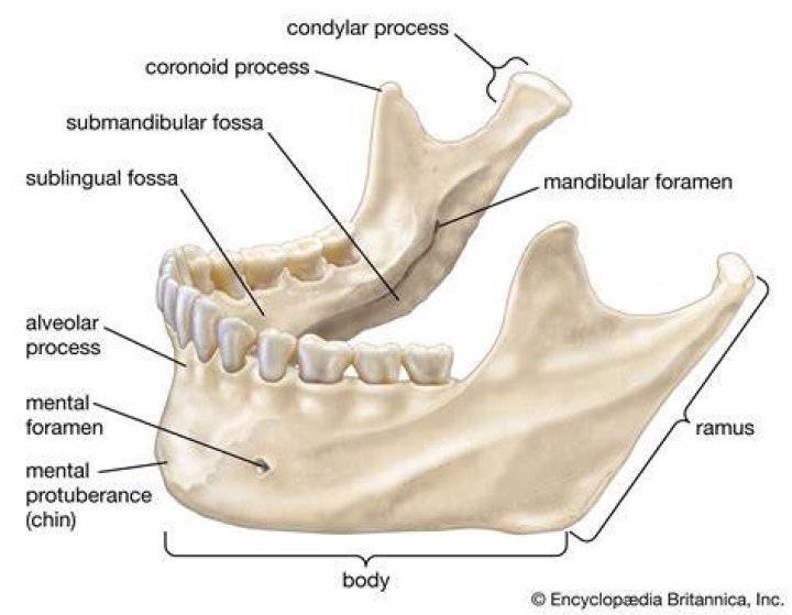 Which region of the mandible articulates with the cranium?
