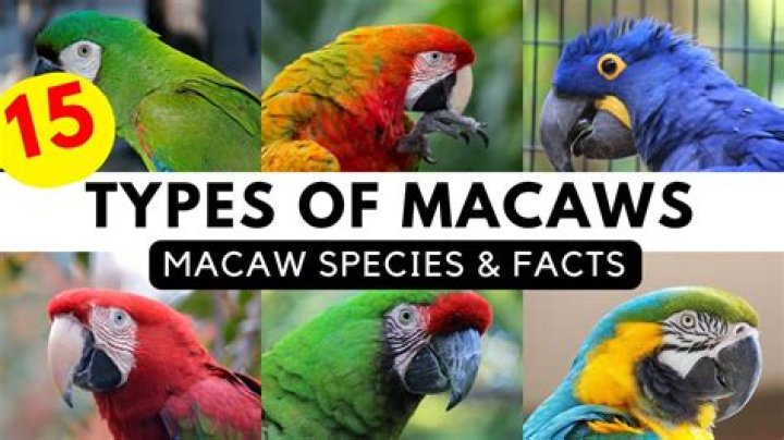 Which type of macaw is best for You?
