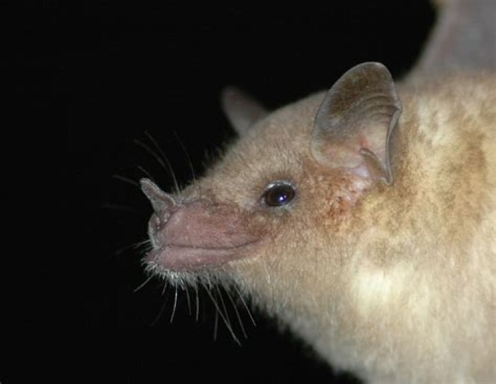 Why are Mexican long-nosed bats important?
