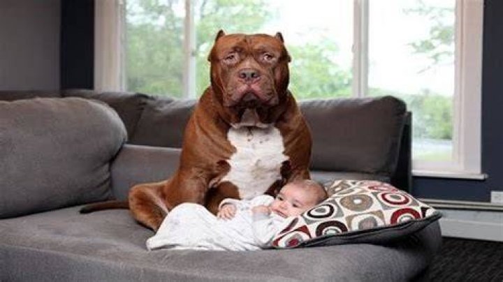 Why do big dogs love babies?