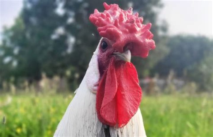 Why do chickens have rose combs?