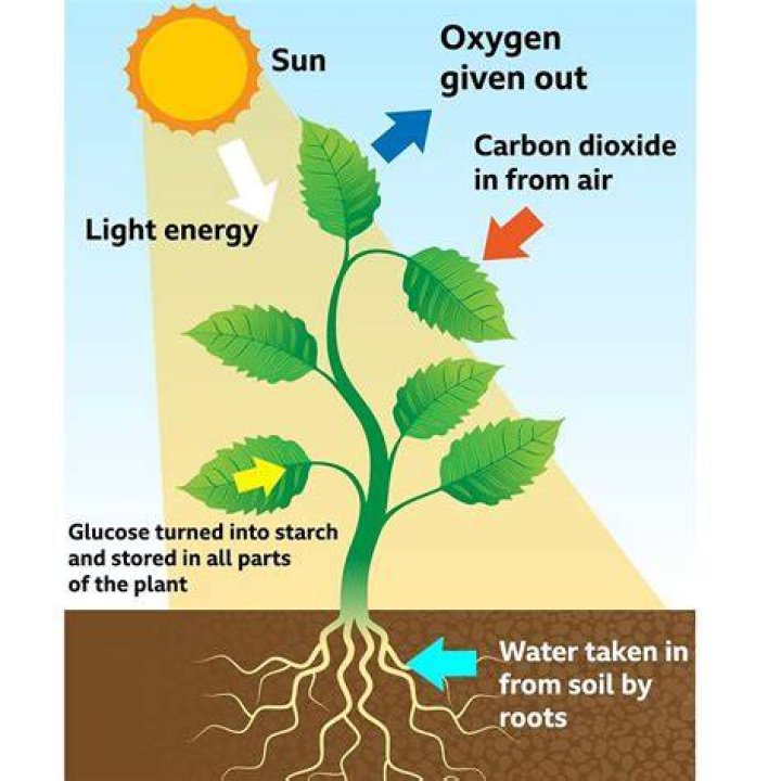 Why do plants need water and air?