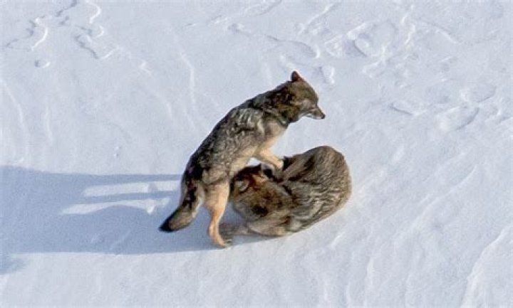 Why is it more difficult to study moose than wolves on Isle Royale?