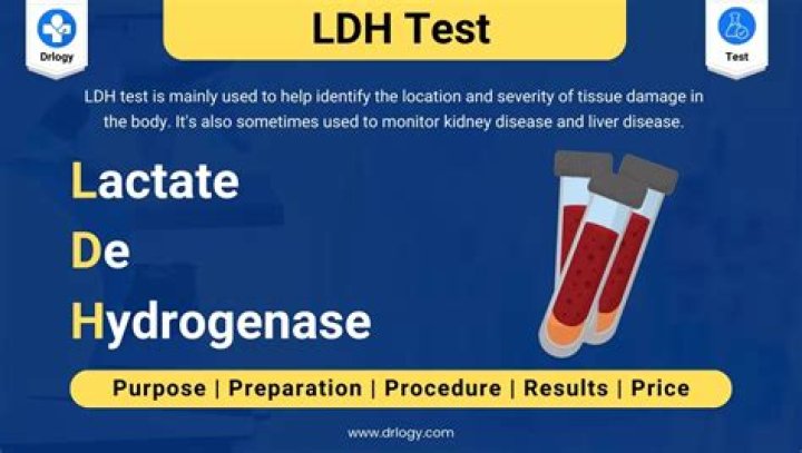 Why is LDH high in exudate?