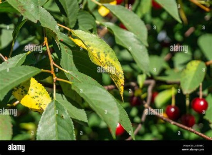 Why is my cherry tree leaves wilting?