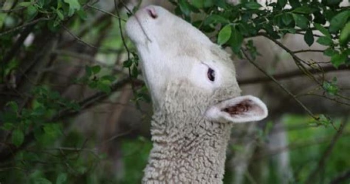 Will sheep eat poisonous plants?